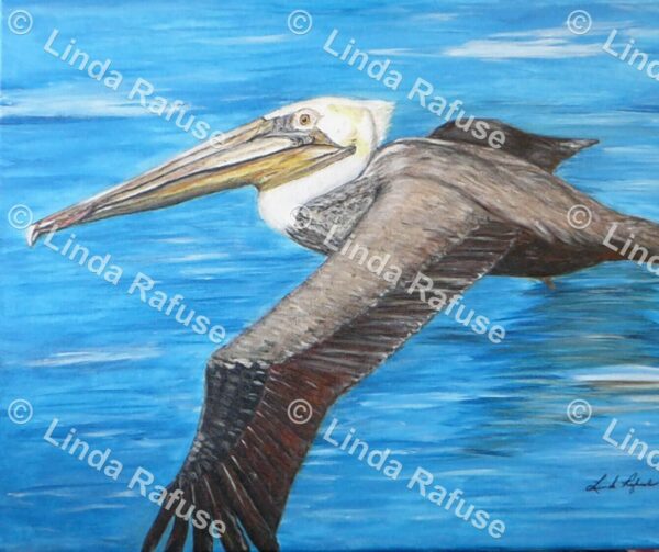 Sam the Pelican